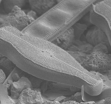 Nature – Scientific Reports